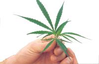 Hanf - von der Pflanze zum textilen Stoff